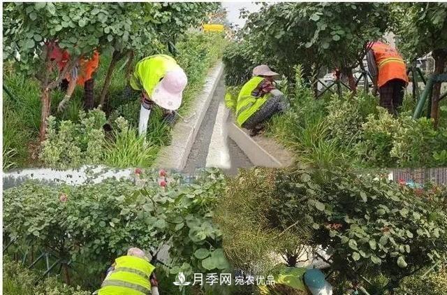 山东济南历城区唐冶西路的树状月季花海“美如艳”(图4)