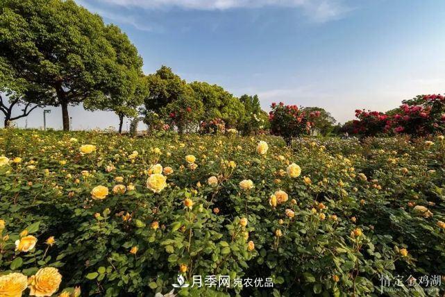 苏洲金鸡湖畔，赏大美月季花海(图2)