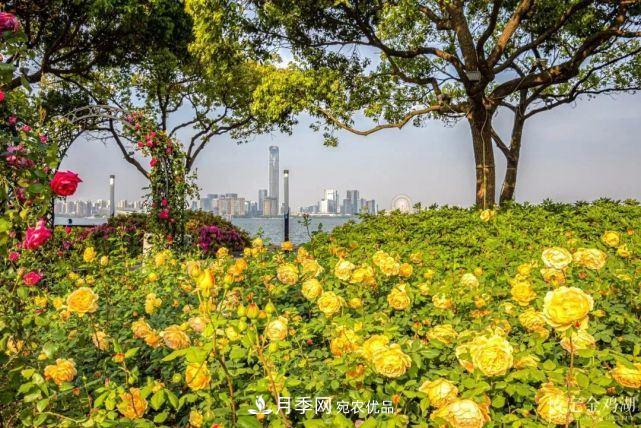 苏洲金鸡湖畔，赏大美月季花海(图1)
