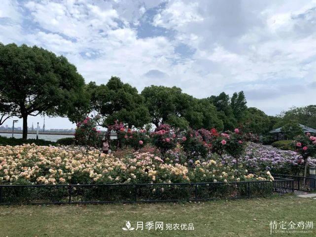 苏洲金鸡湖畔，赏大美月季花海(图4)