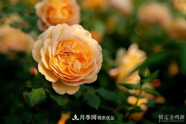 苏洲金鸡湖畔，赏大美月季花海(图5)