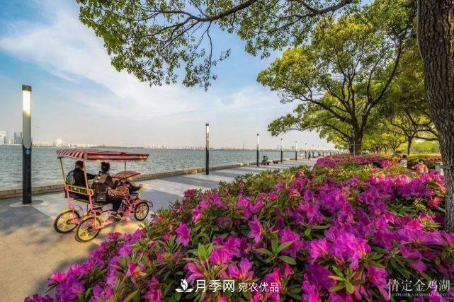 苏洲金鸡湖畔，赏大美月季花海(图6)