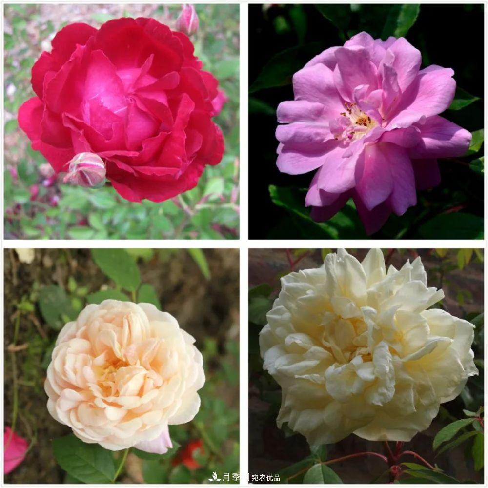 月季的前世今生：假如中国月季没有传入欧洲(图8)