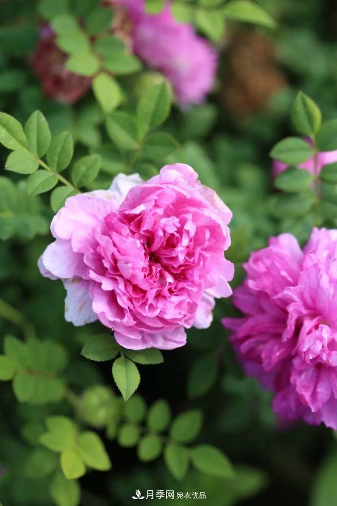 月季的前世今生：假如中国月季没有传入欧洲(图11)