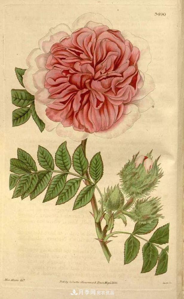 月季的前世今生：假如中国月季没有传入欧洲(图12)