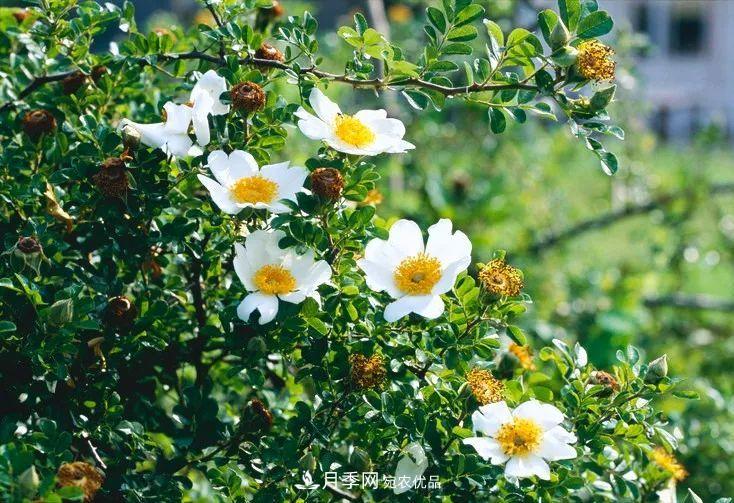 月季的前世今生：假如中国月季没有传入欧洲(图14)