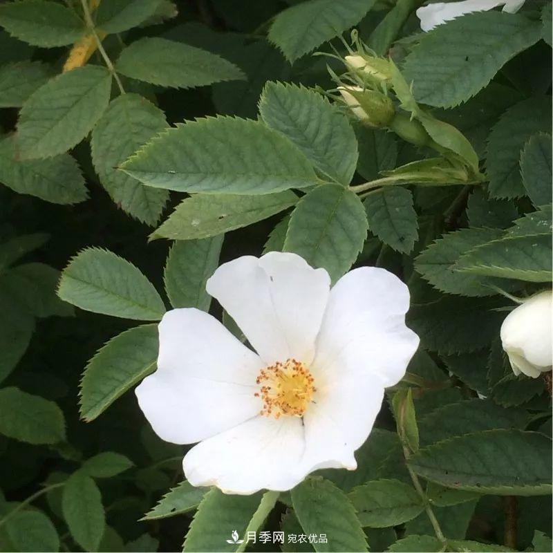 月季的前世今生：假如中国月季没有传入欧洲(图16)