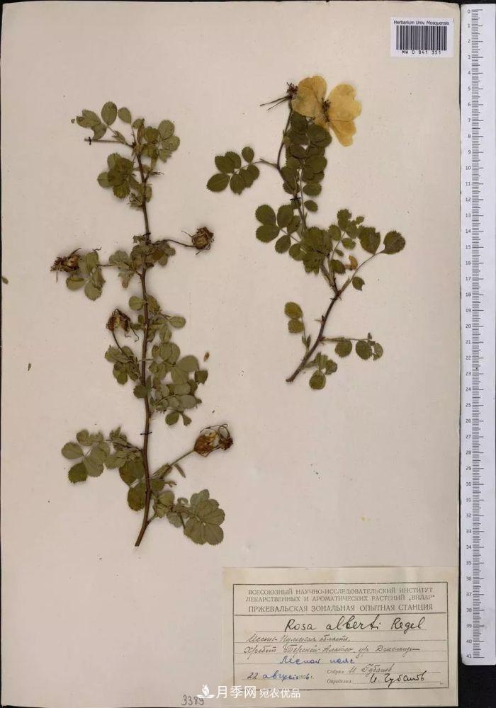 月季的前世今生：假如中国月季没有传入欧洲(图20)