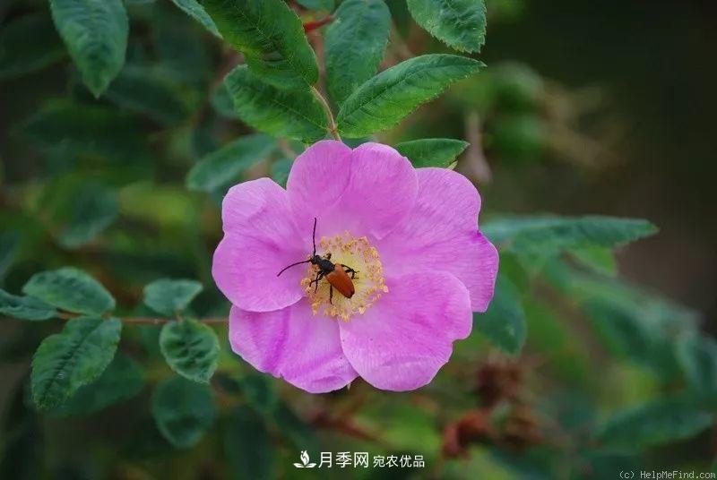 月季的前世今生：假如中国月季没有传入欧洲(图19)