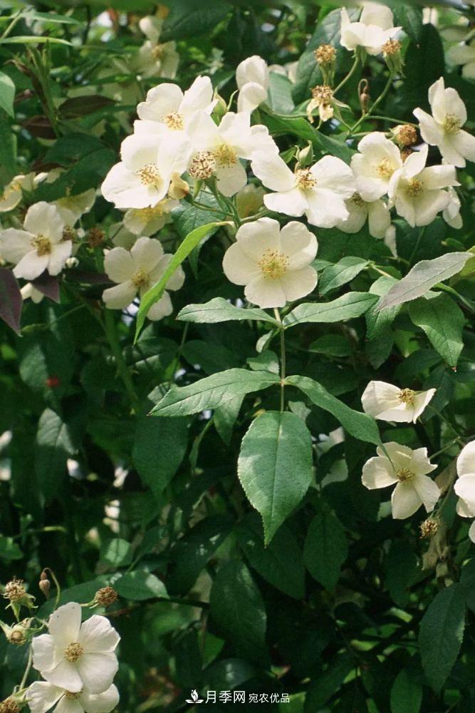 月季的前世今生：假如中国月季没有传入欧洲(图26)