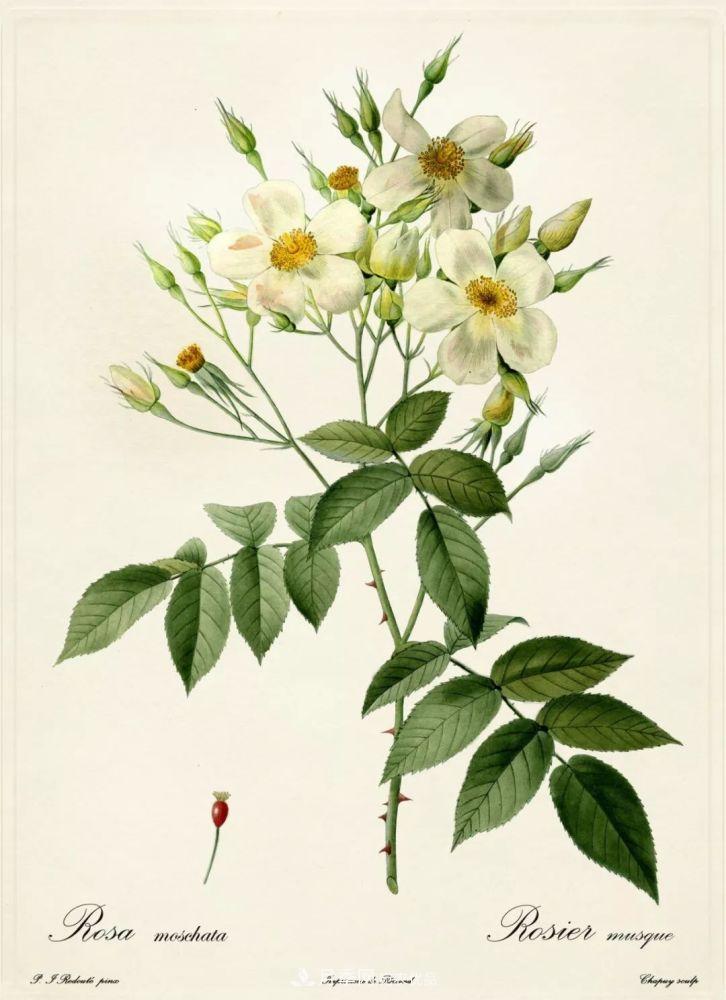 月季的前世今生：假如中国月季没有传入欧洲(图27)
