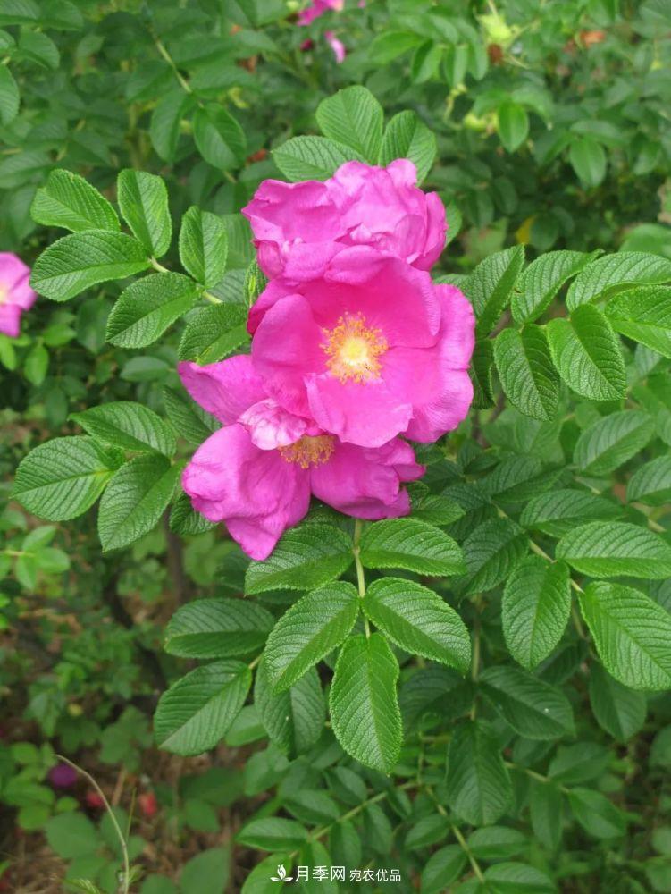 月季的前世今生：假如中国月季没有传入欧洲(图32)