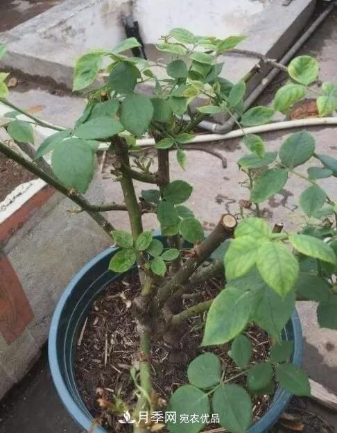 假花开始横行，擦亮眼睛，秋天这3种最容易造假(图5)