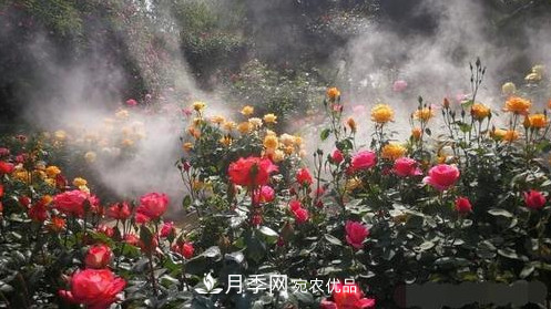 40万株月季繁花似锦，郑州月季公园美如画(图1)
