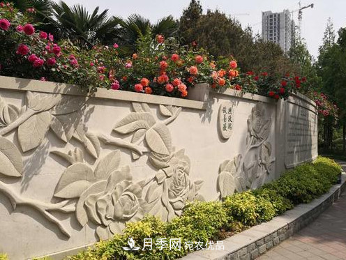 40万株月季繁花似锦，郑州月季公园美如画(图4)