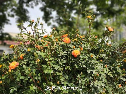 40万株月季繁花似锦，郑州月季公园美如画(图3)