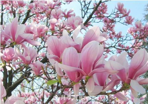 园林绿化常用观花乔木，花开五彩、绚丽夺目，每种都很有特色(图4)