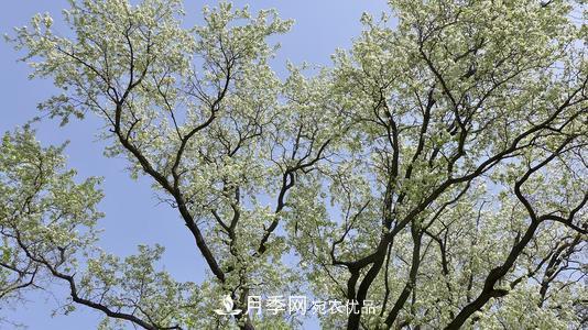 园林绿化常用观花乔木，花开五彩、绚丽夺目，每种都很有特色(图7)