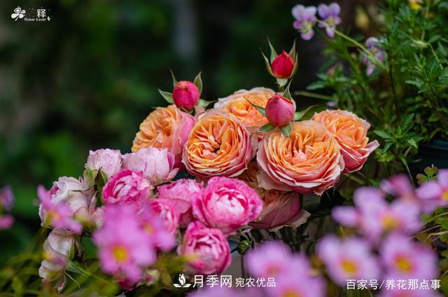 中国99%的月季都是盗版,到底我们该不该买正版月季(图1) 中国99%的月季都是盗版,到底我们该不该买正版月季(图1)