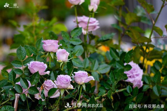 中国99%的月季都是盗版,到底我们该不该买正版月季(图2) 中国99%的月季都是盗版,到底我们该不该买正版月季(图2)