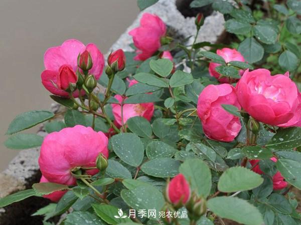 安吉拉月季的优缺点是什么？ 如何养殖(图1)