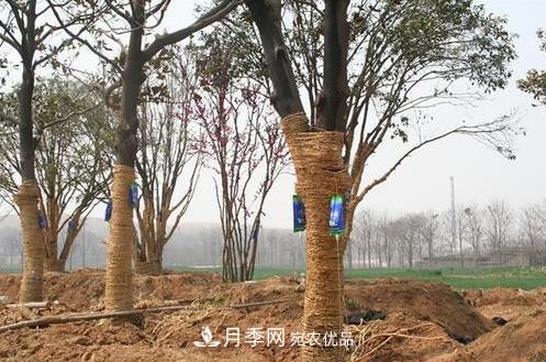 立秋后大树移栽的第二个黄金时期马上到,苗木措施抓紧做起来(图1) 立秋后大树移栽的第二个黄金时期马上到,苗木措施抓紧做起来(图1)