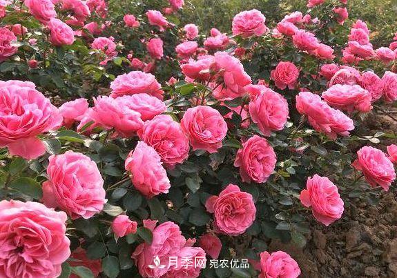 3种花，分别是花中之王、花中之相、花中皇后，哪种才最美的花(图3)