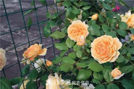 月季 夏天乱浇水,月季多肉…浇一盆死一盆!(图1)