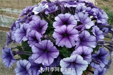 矮牵牛 夏天乱浇水,月季多肉…浇一盆死一盆!(图7)