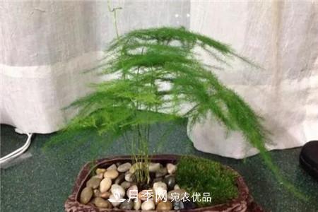 文竹 夏天乱浇水,月季多肉…浇一盆死一盆!(图8)