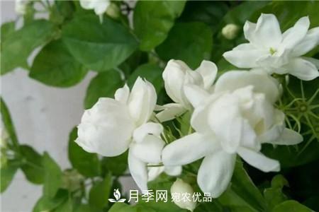 茉莉 夏天乱浇水,月季多肉…浇一盆死一盆!(图6)