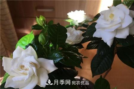 栀子 夏天乱浇水,月季多肉…浇一盆死一盆!(图2)