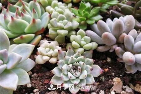 多肉 夏天乱浇水,月季多肉…浇一盆死一盆!(图3)