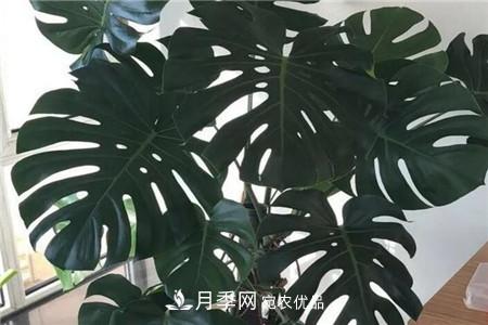 龟背竹 夏天乱浇水,月季多肉…浇一盆死一盆!(图12)