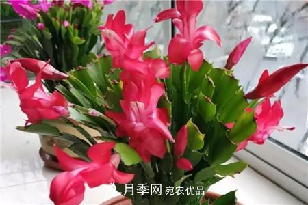 蟹爪兰 夏天乱浇水,月季多肉…浇一盆死一盆!(图11)