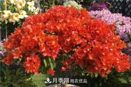 三角梅 夏天乱浇水,月季多肉…浇一盆死一盆!(图10)