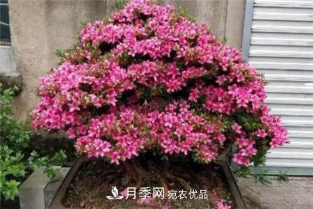 杜鹃 夏天乱浇水,月季多肉…浇一盆死一盆!(图9)