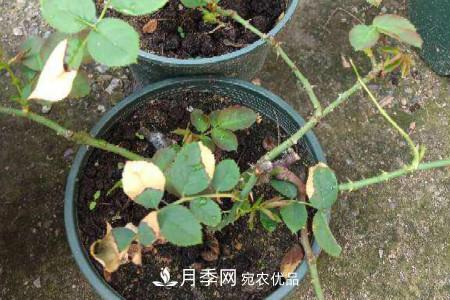 月季花冬天怎么过冬，冬天怎么剪枝(图1)