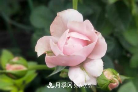 月季花冬天怎么过冬，冬天怎么剪枝(图3)