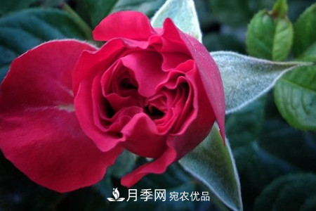 月季小苗怎么养，如何养壮？(图3)