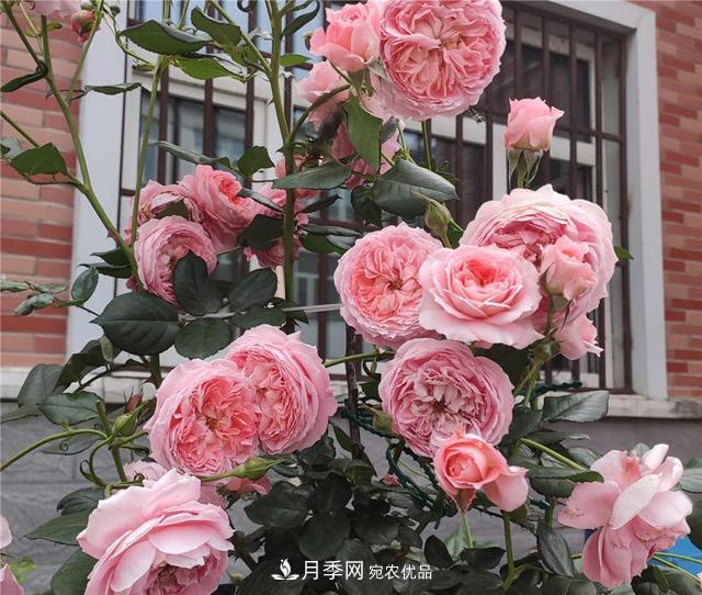 想要月季秋天爆花?9月养护很关键!做好这3点一盆开出几十朵花(图2) 想要月季秋天爆花?9月养护很关键!做好这3点一盆开出几十朵花(图2)