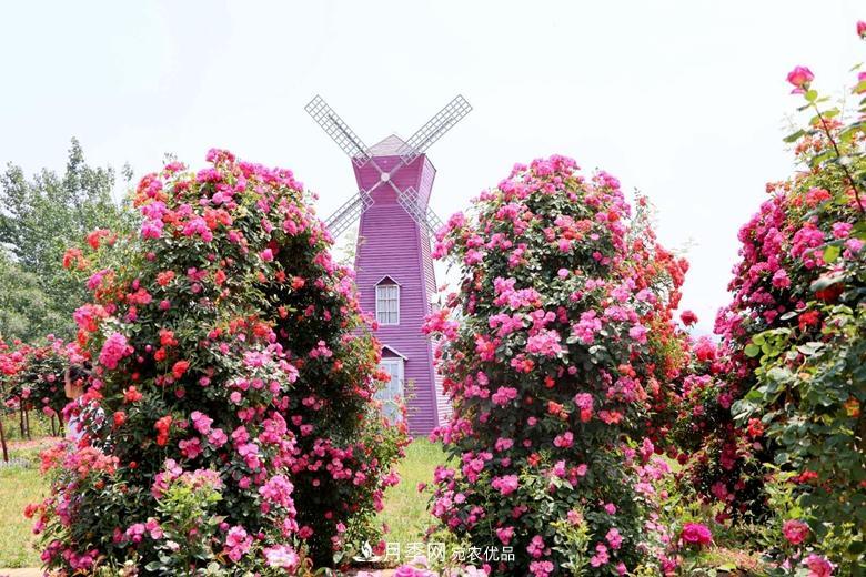 拱门造型月季浪漫穿行，梦幻般的时光旅行(图3)