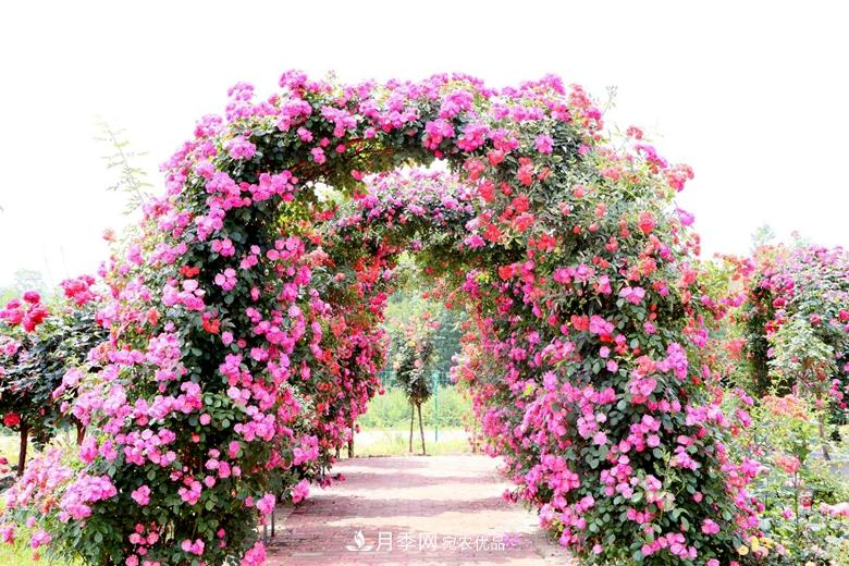 拱门造型月季浪漫穿行，梦幻般的时光旅行(图1)