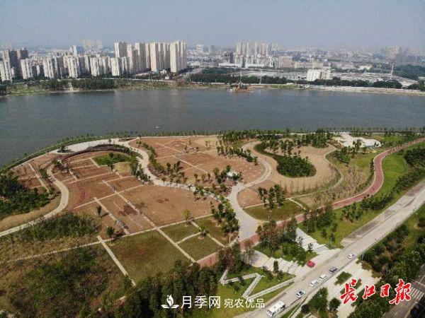 湖北武汉百万株月季“理发”，国庆节前将绽放街头(图5)