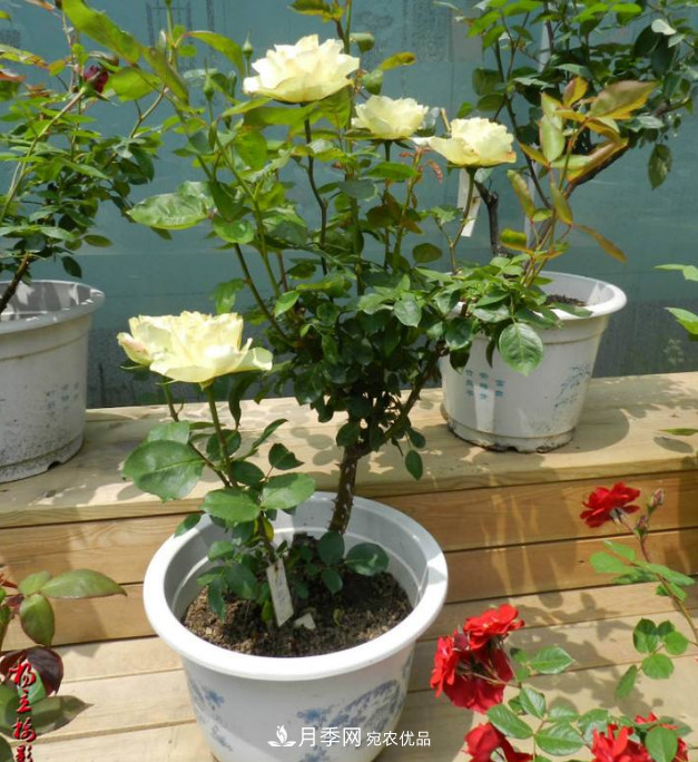 月季、三角梅、桂花、天竺葵，最适合秋天盆栽的花卉(图2)