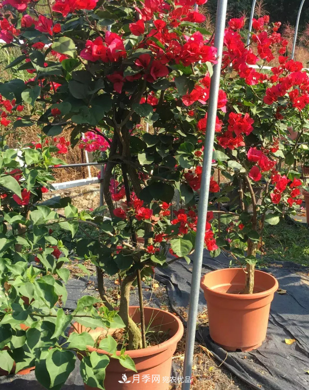 月季、三角梅、桂花、天竺葵，最适合秋天盆栽的花卉(图3)