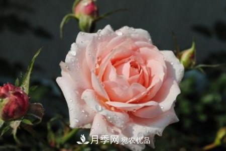 月季花夏天水分蒸发较，多少天浇次水？(图3)