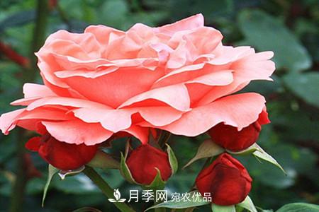 全攻略，香水月季怎么养长的好？(图10)