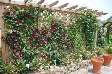 藤本月季制作月季花墙怎么固定？(图1)