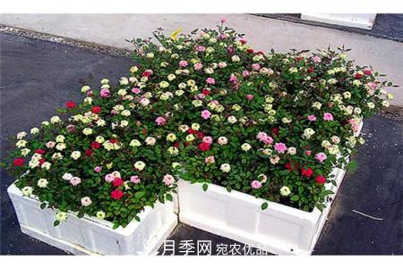 月季种类有哪些？带你了解藤本、灌木、微型、树状(图3)